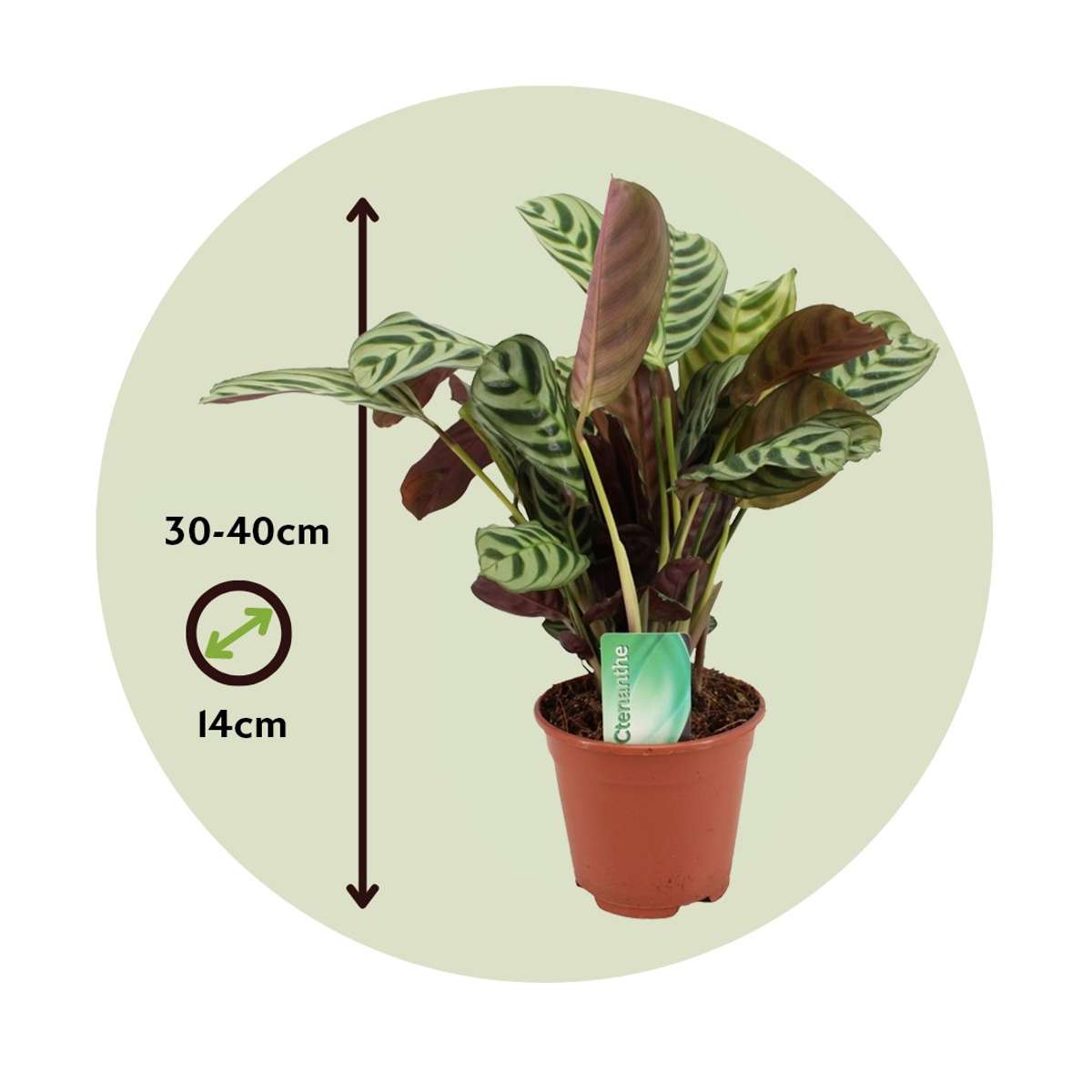 Never Never Plant - 2 pcs. - Ctenanthe 'burle-marxii' - Height 30-40cm - ⌀14cm