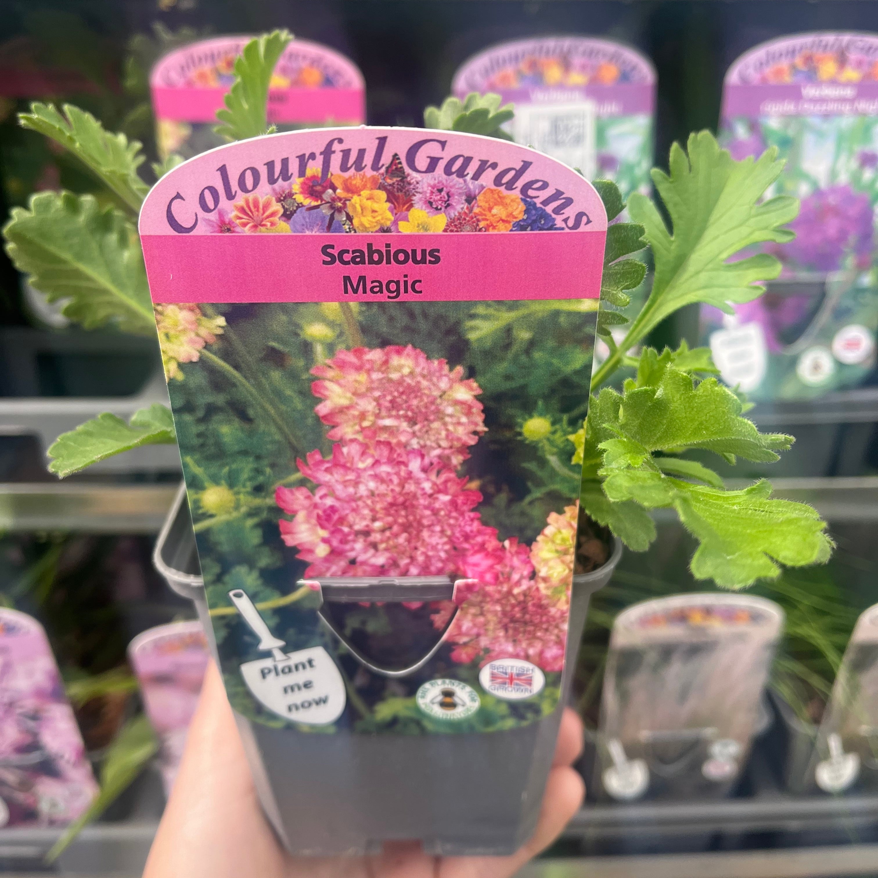 Scabious 'Magic' 9cm