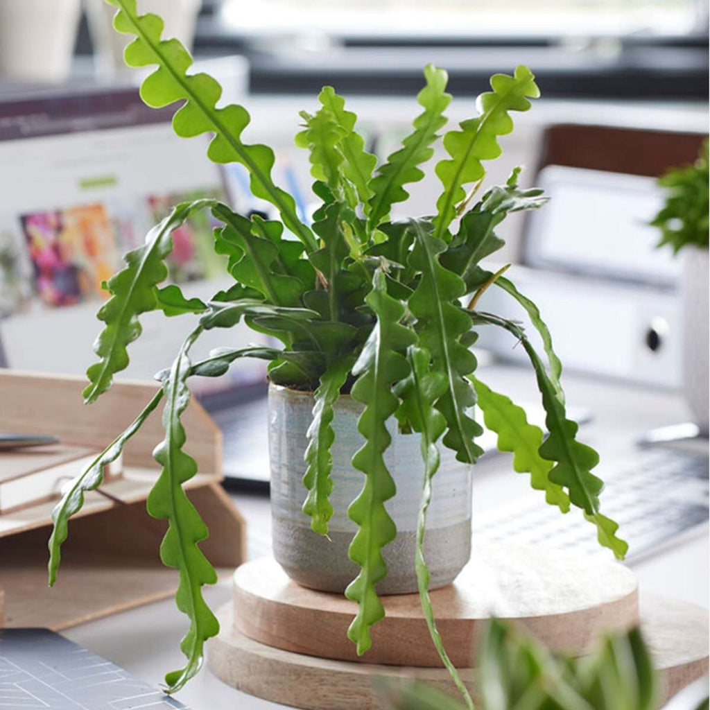 Orchid cactus - 2 pcs. - Epiphyllum 'Anguliger' - Height 30-40cm - ⌀15cm