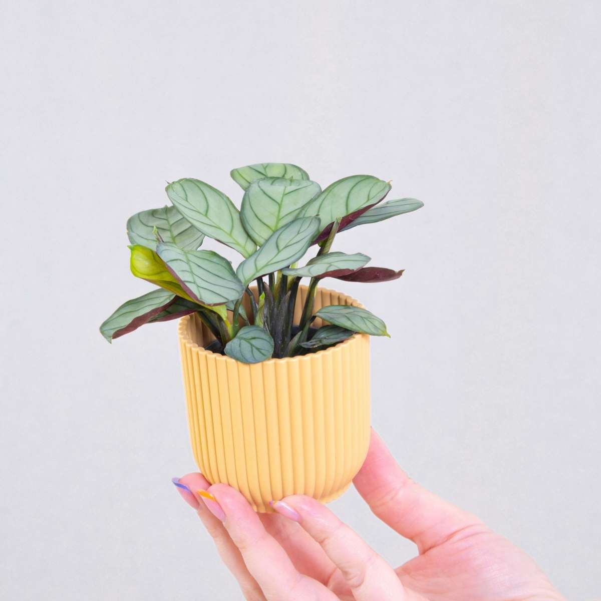 Never Never Plant - 2 pcs. - Ctenanthe Burle-Marxii 'Amagris' - H25-35cm - ⌀14cm