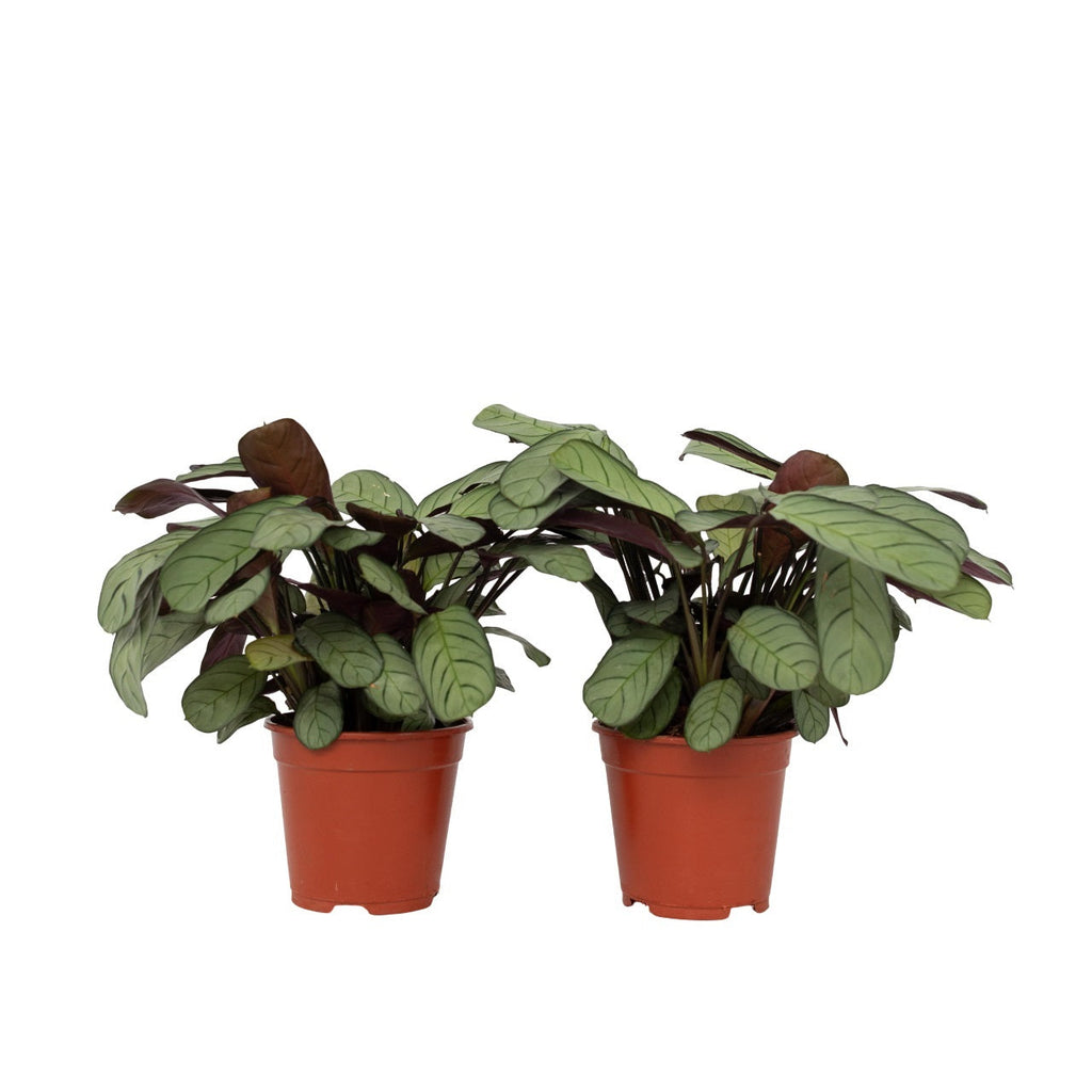 Never Never Plant - 2 pcs. - Ctenanthe Burle-Marxii 'Amagris' - H25-35cm - ⌀14cm