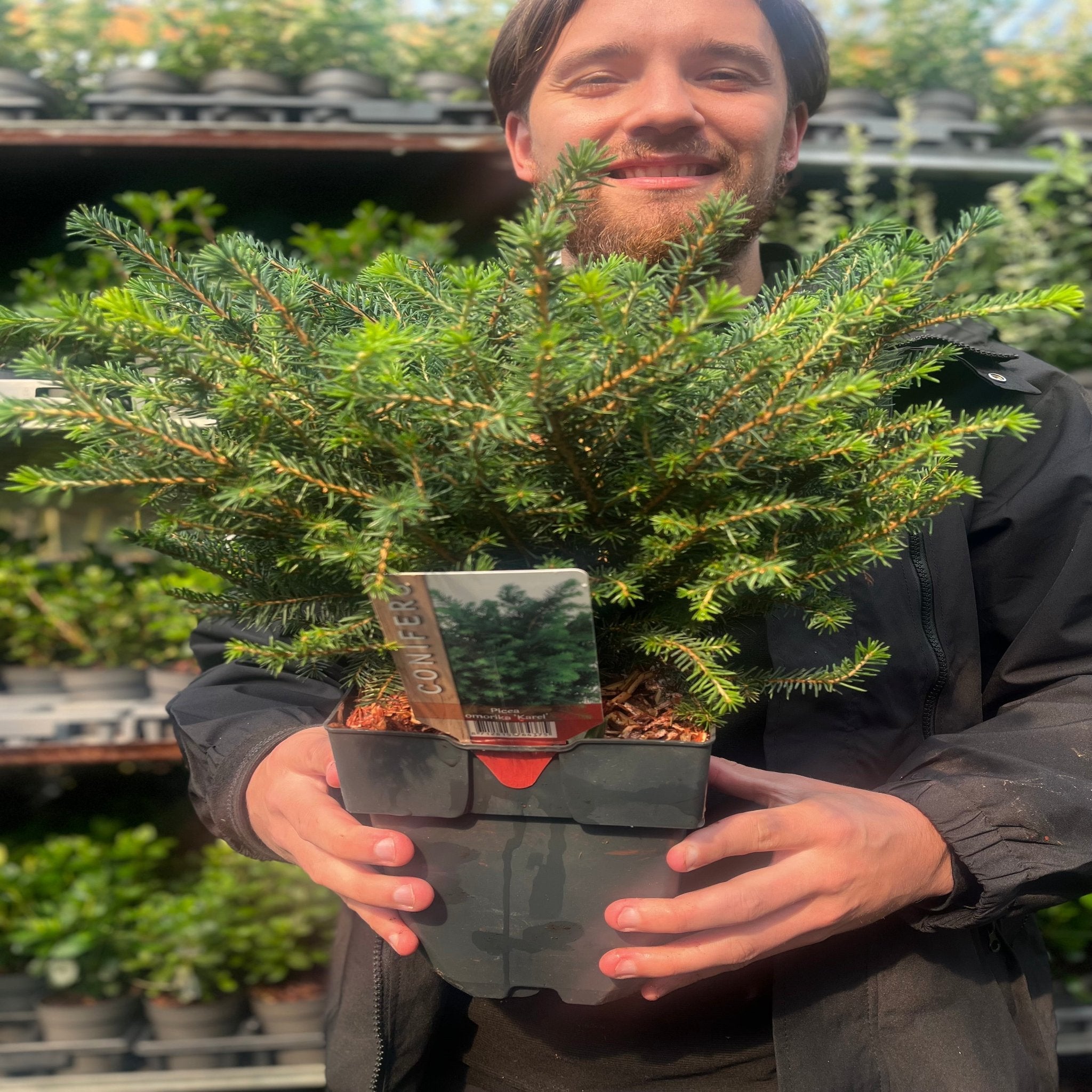 Picea omorika 'Karel' 2L