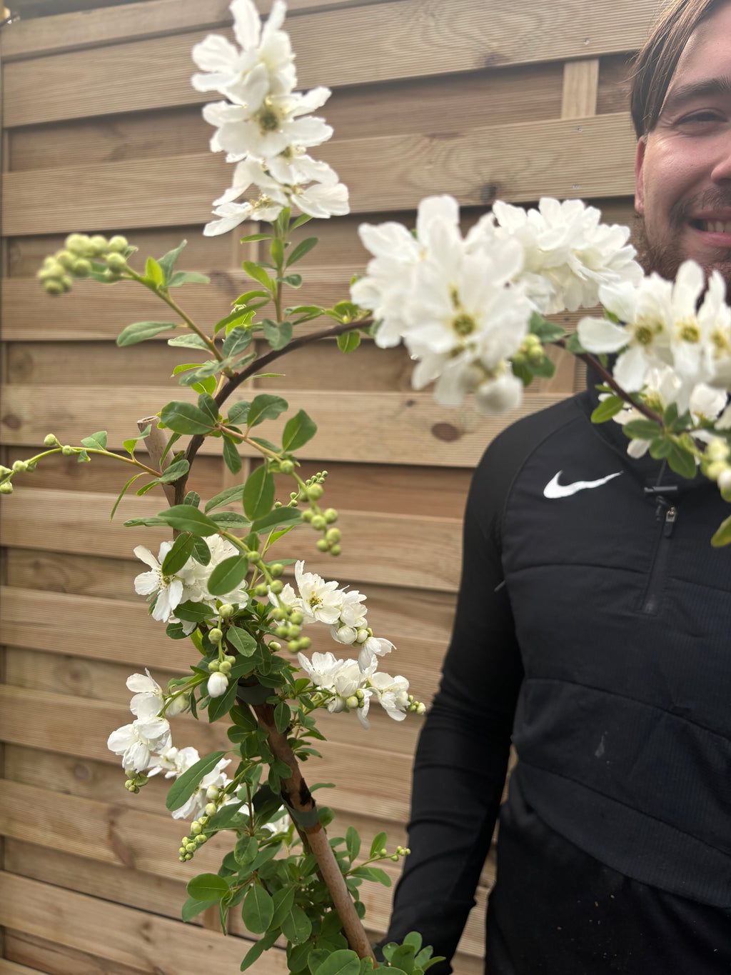 Exochorda × macrantha 'The Bride'  2L