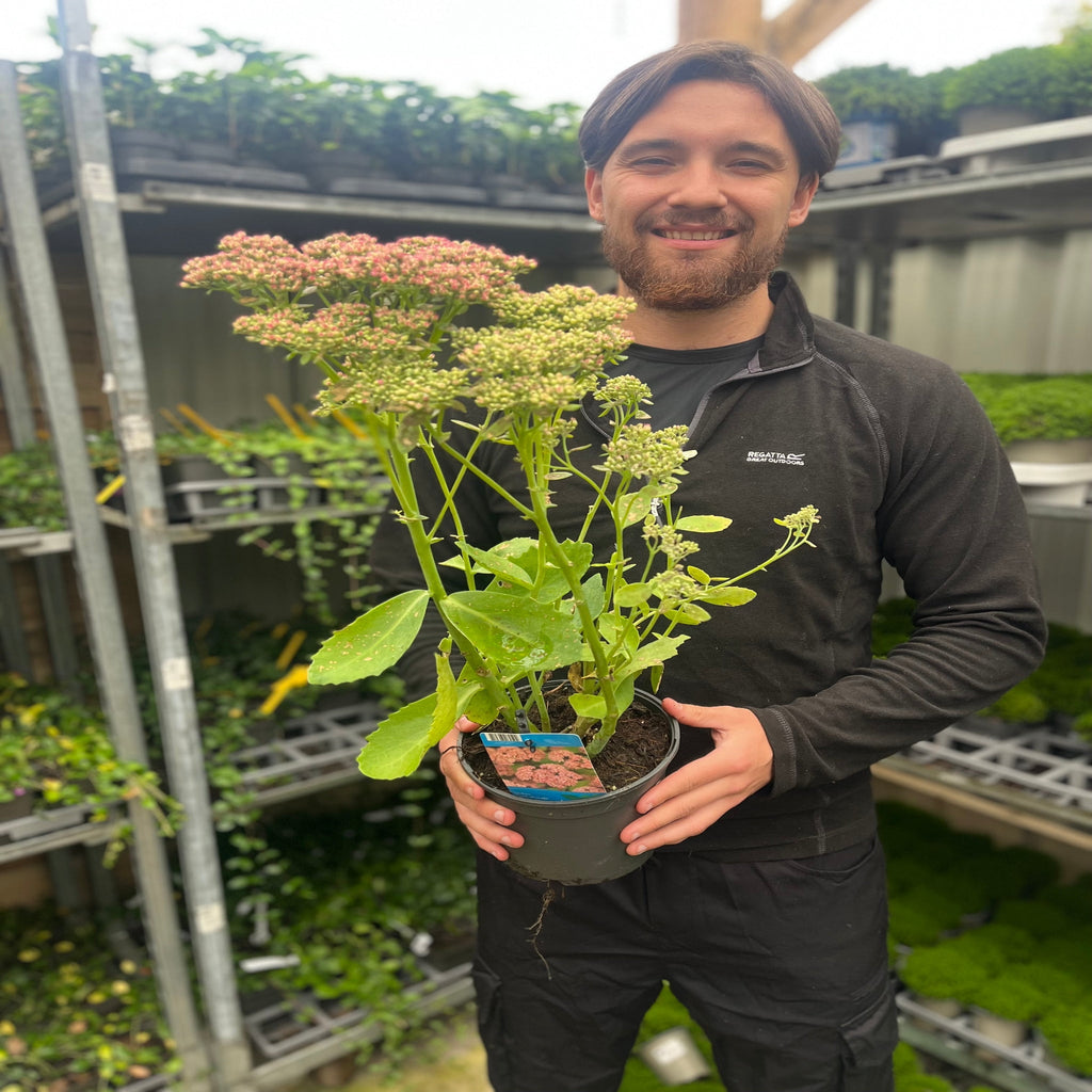 Sedum 'Herbstfreude' 2L