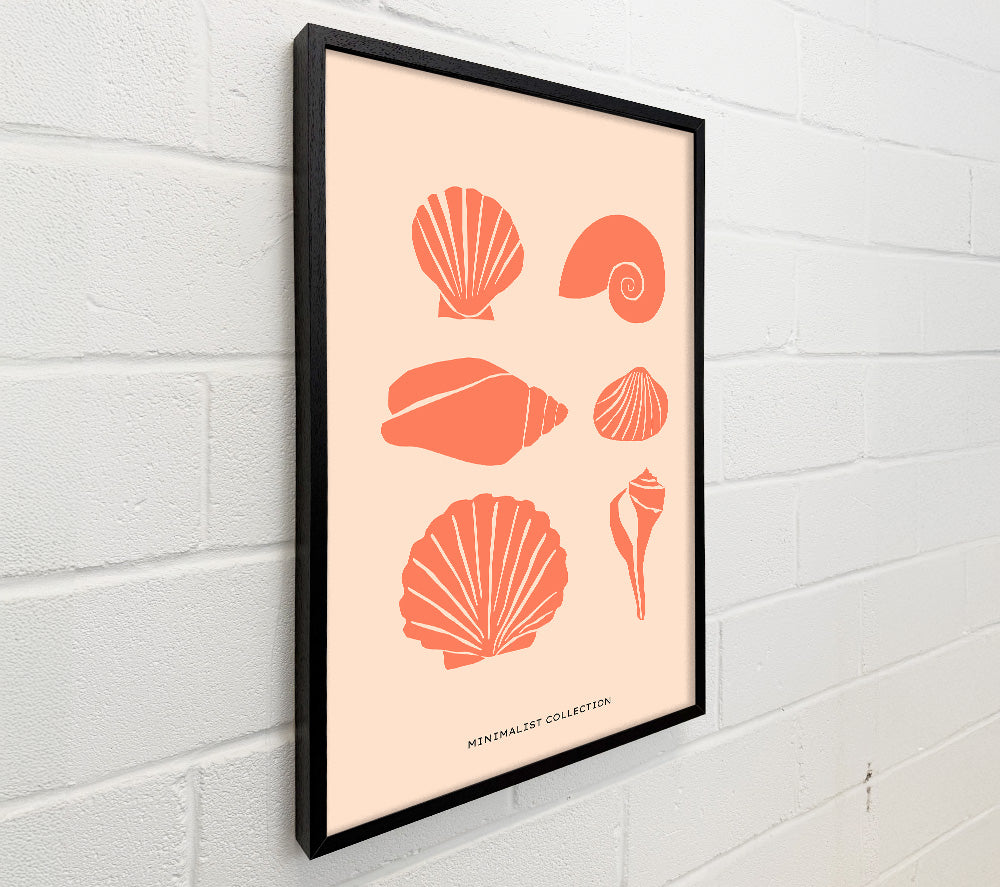 A Shell Collection