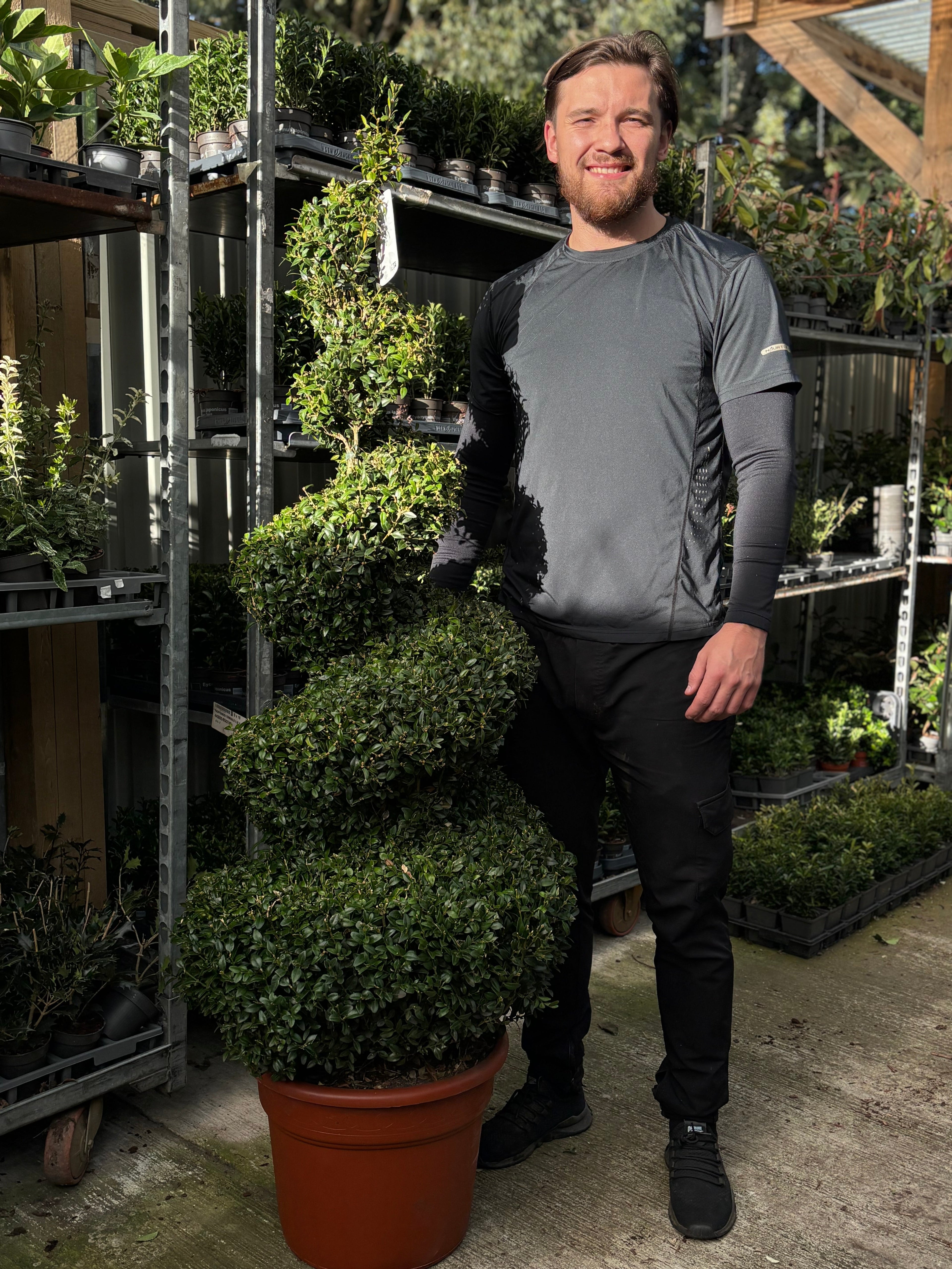 Buxus Spiral | Buxus sempervirens Topiary | Box Spiral