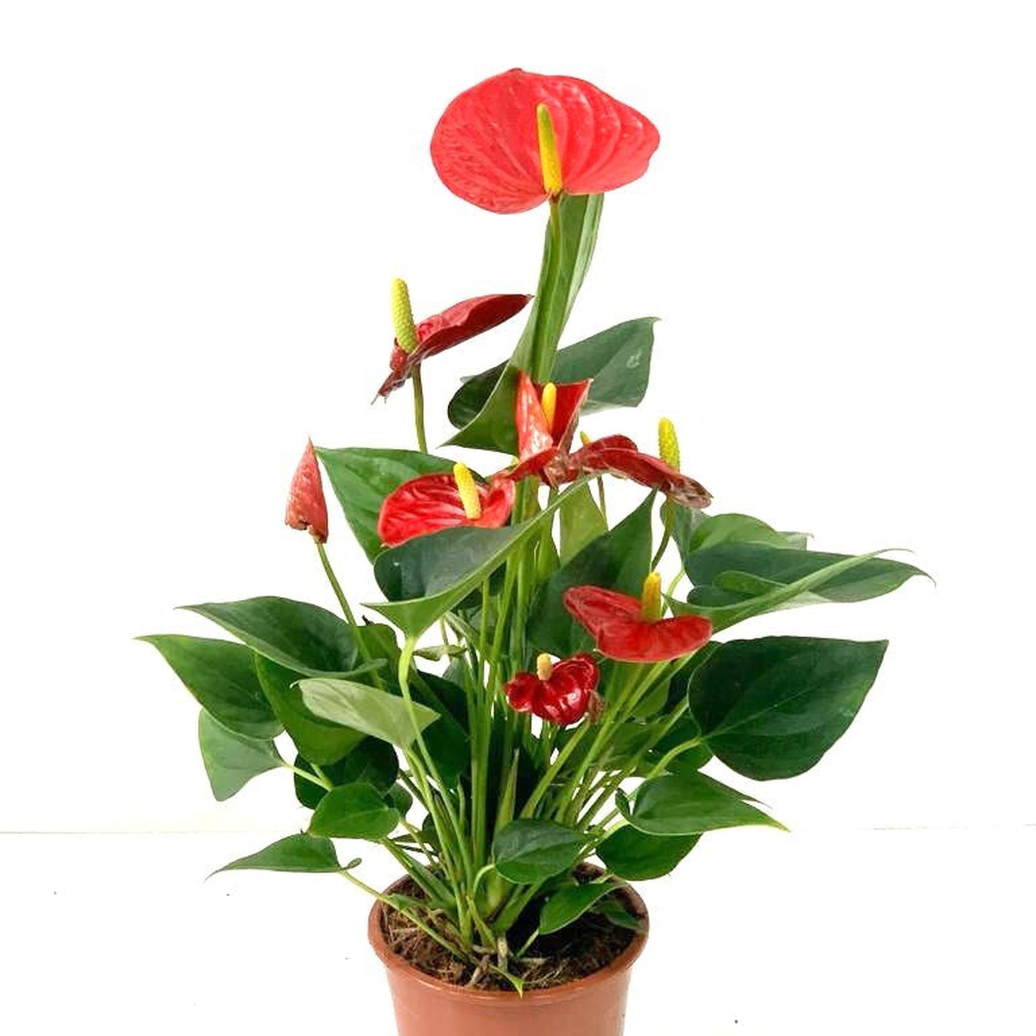 Anthurium - Red 40-50cm