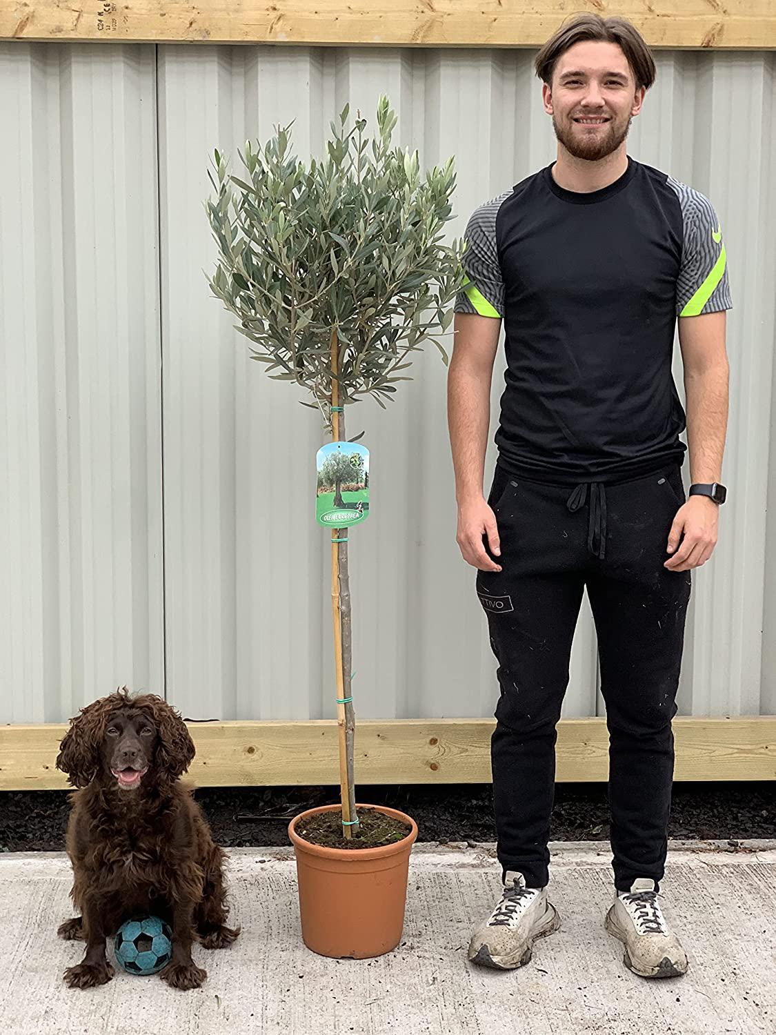 Olive Tree 160-170cm