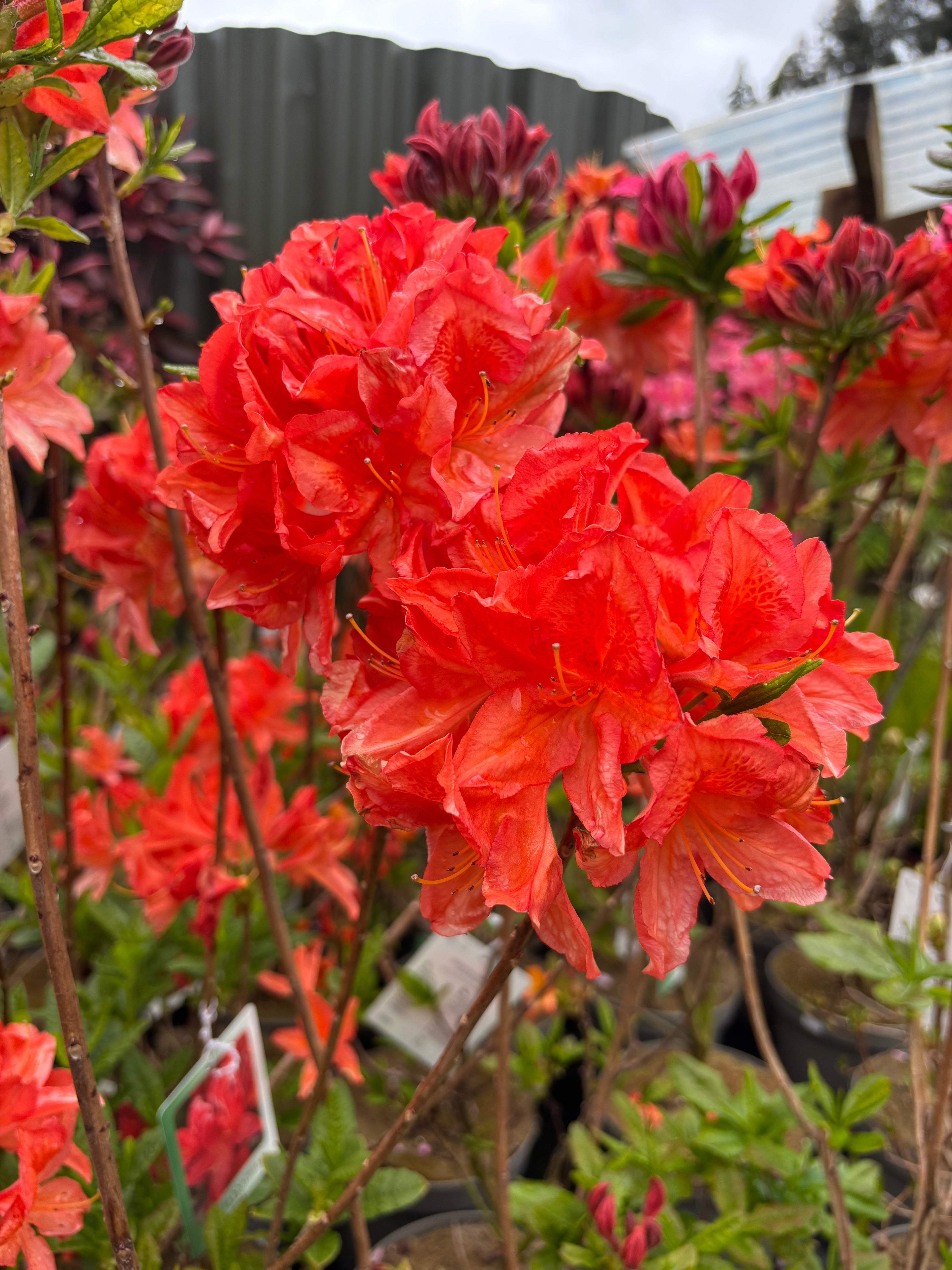 Azalea knaphill 'Satan' 5L (80-90cm inc. pot)