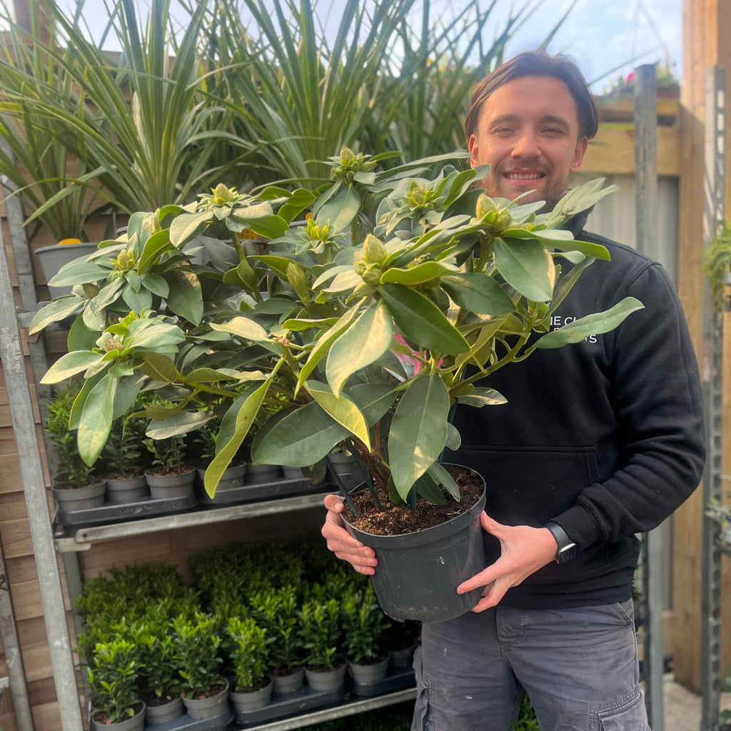 Rhododendron hybride 'Eucharitis' 5L (60-70cm inc. pot)