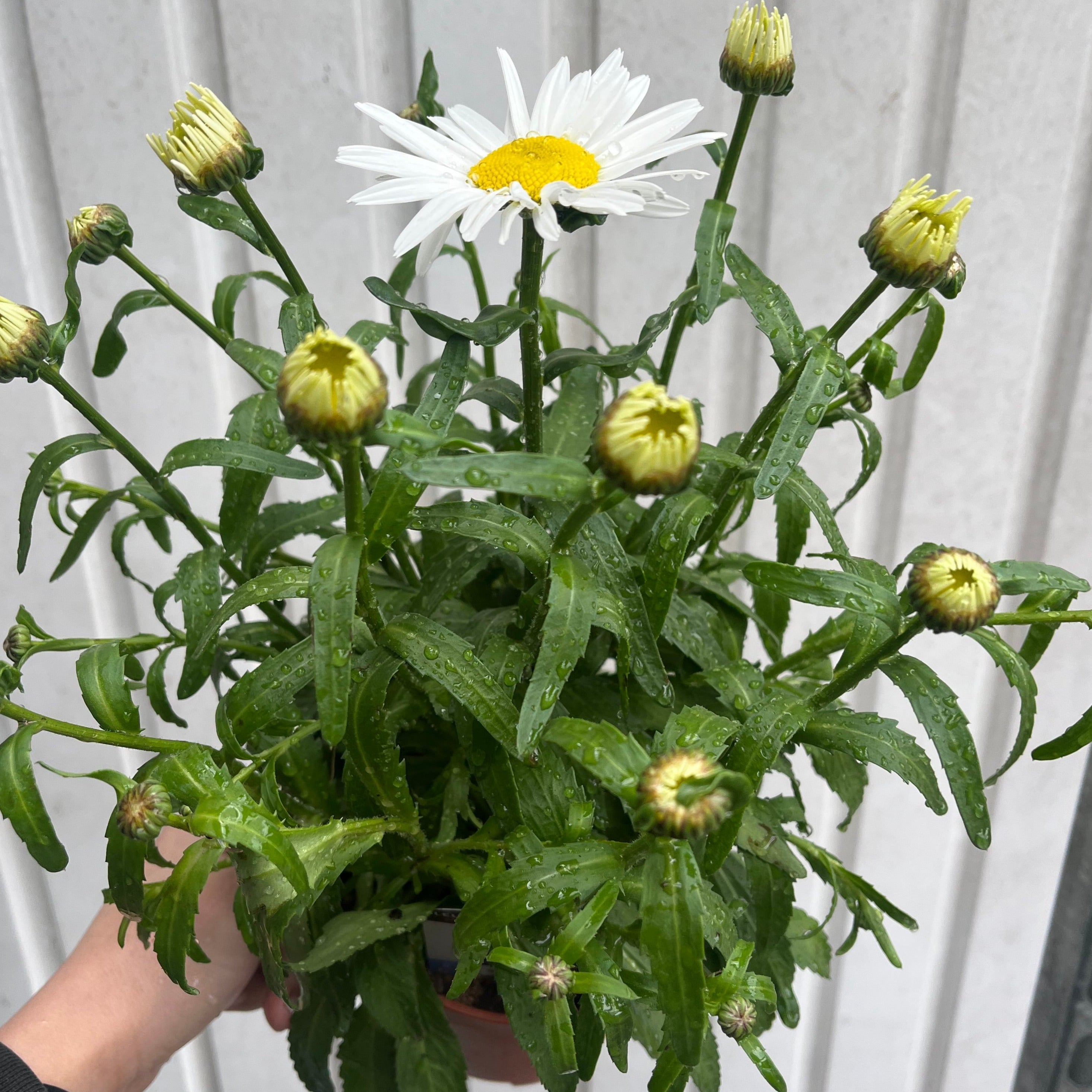 Leucanthemum x superbum Madonna'  9cm/1.5L