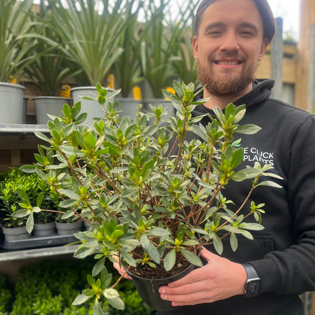 Azalea 'Johanna' 2L