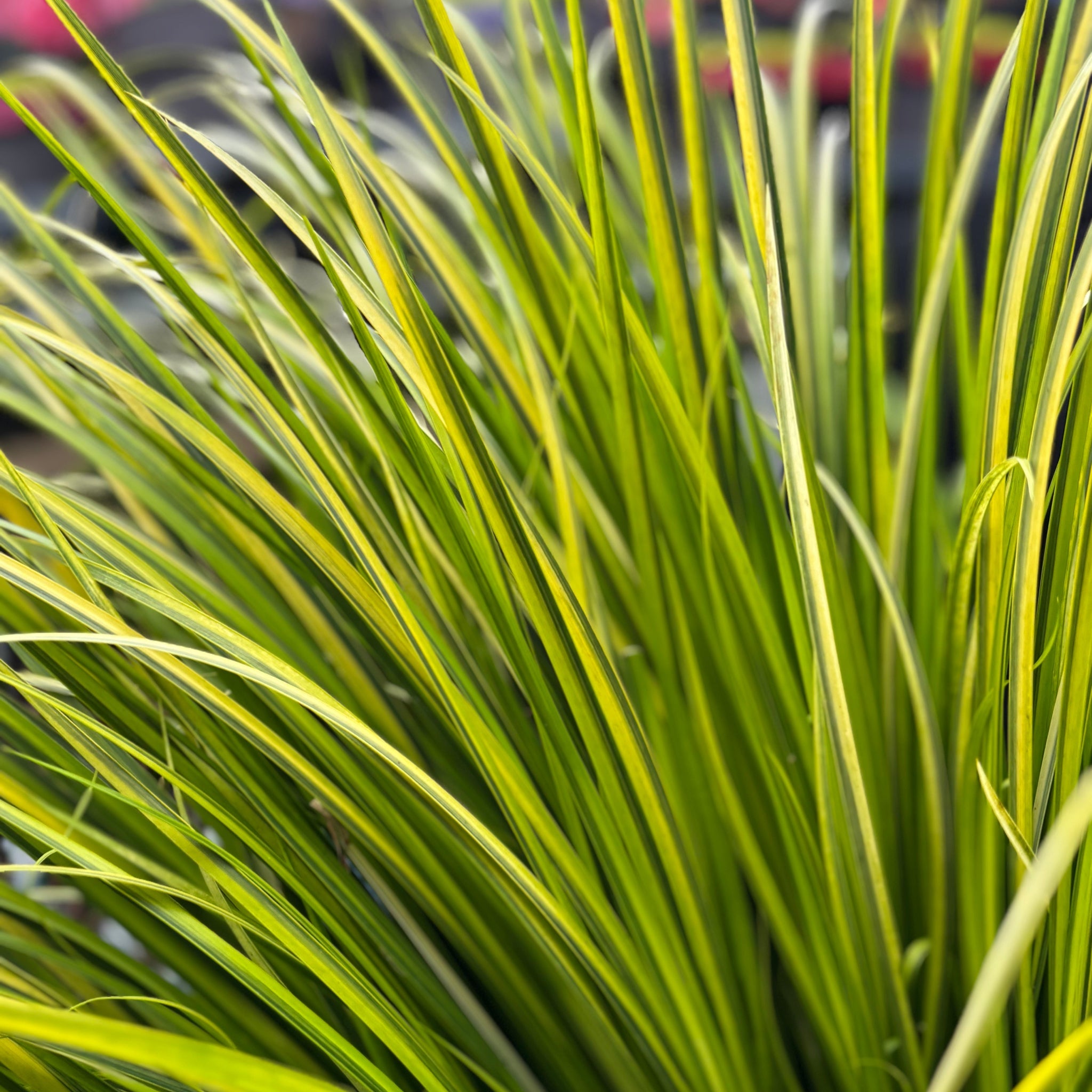 Acorus gramineus 'Ogon' 3L