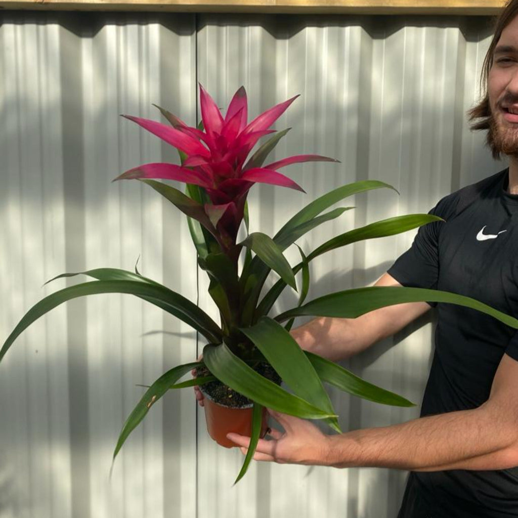 Guzmania amaretto - Pink