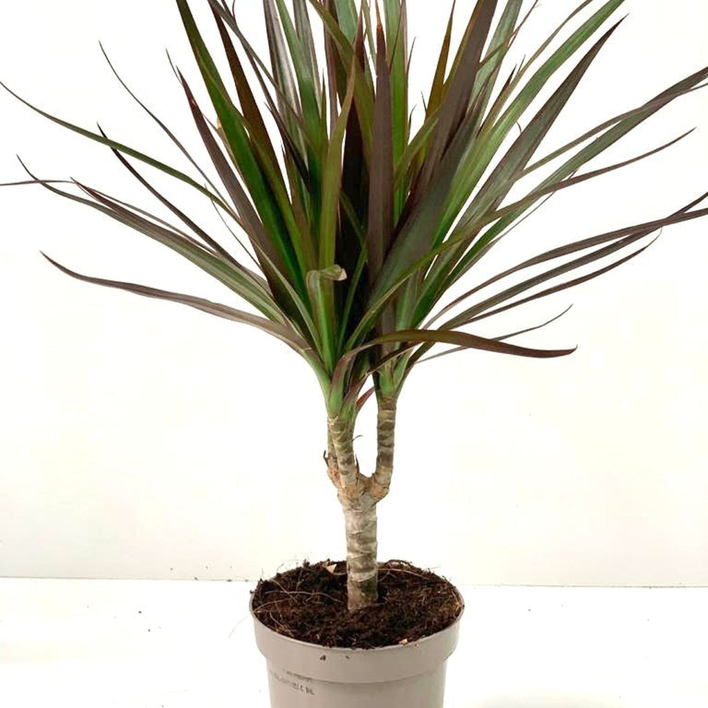 Dracaena Marginata 'Dragon Tree' 1 Stem