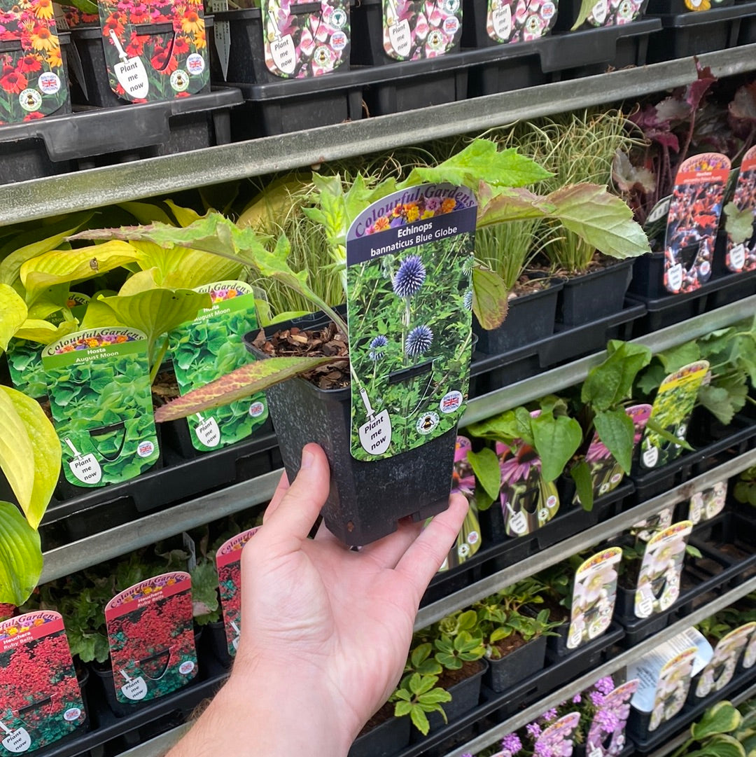 Echinops bannaticus 'Blue Globe' 9cm / 2L