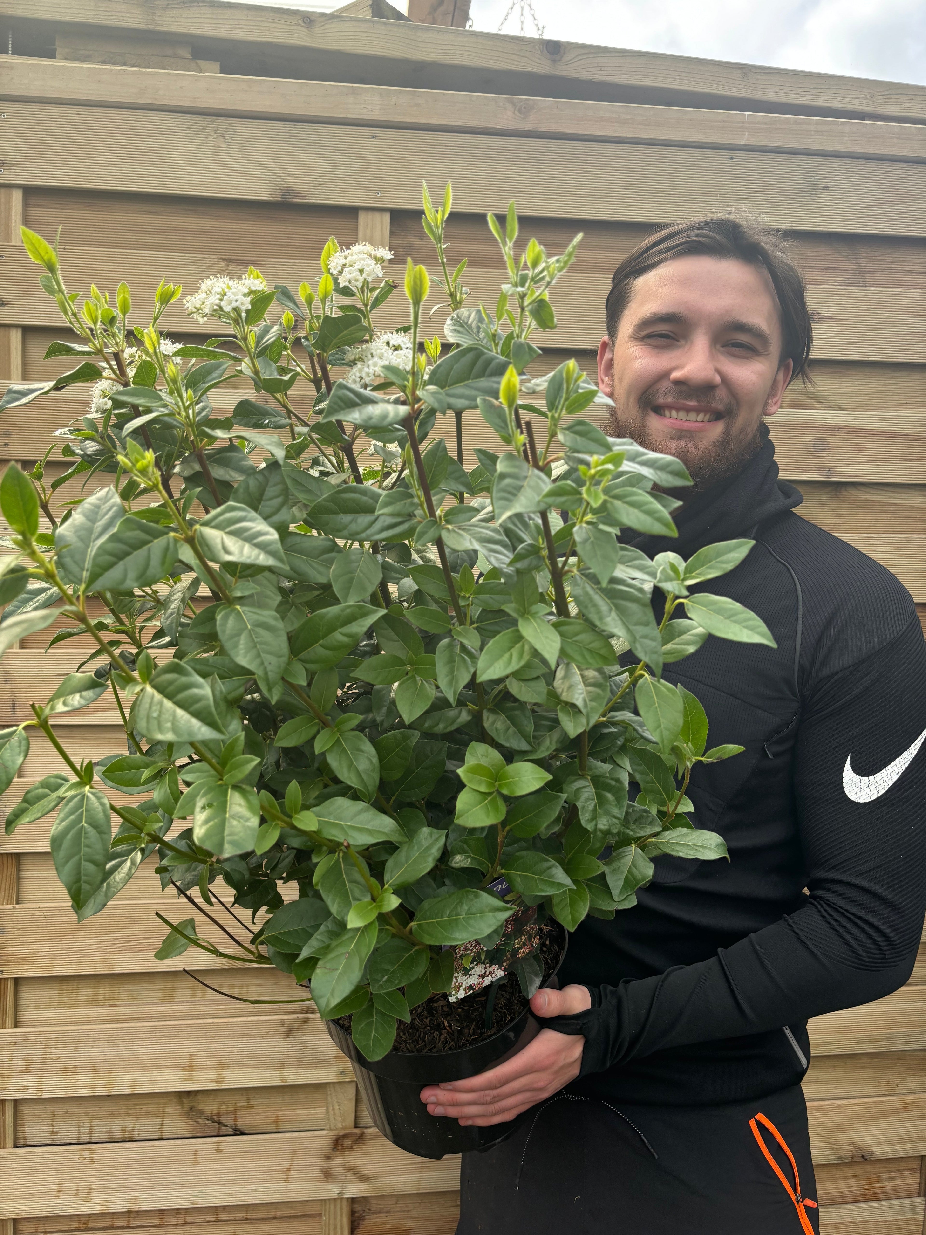 Viburnum tinus 'Eve Price' 9cm-7.5L