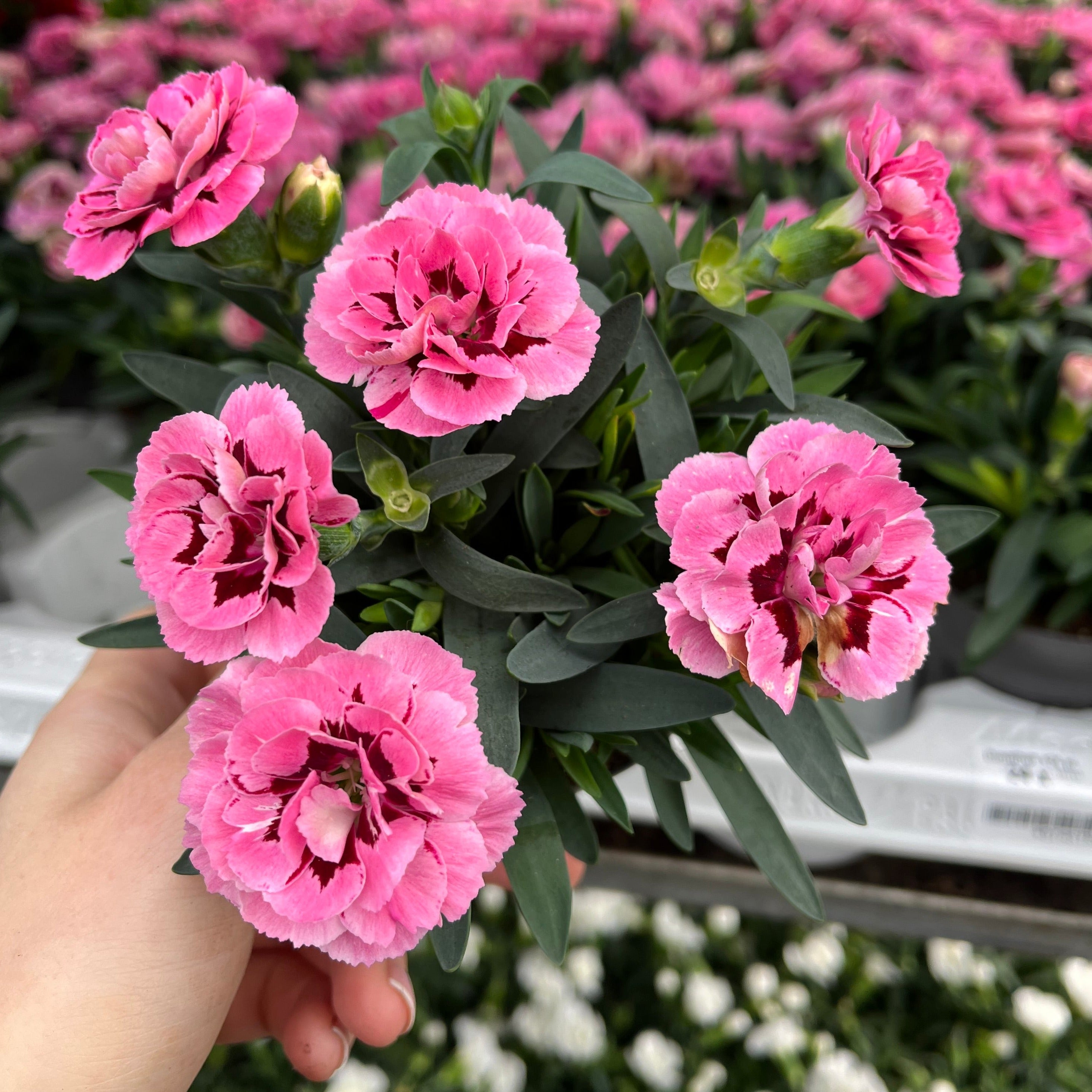 Dianthus Pink/Red (9cm growers pot)