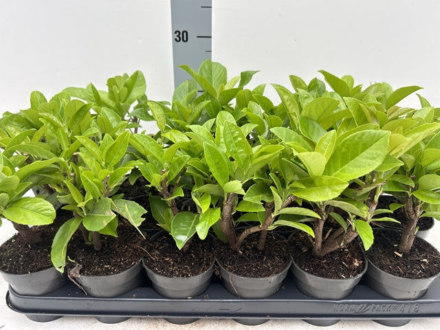 1ft (20-30cm) Potted Cherry Laurel Hedge Plants