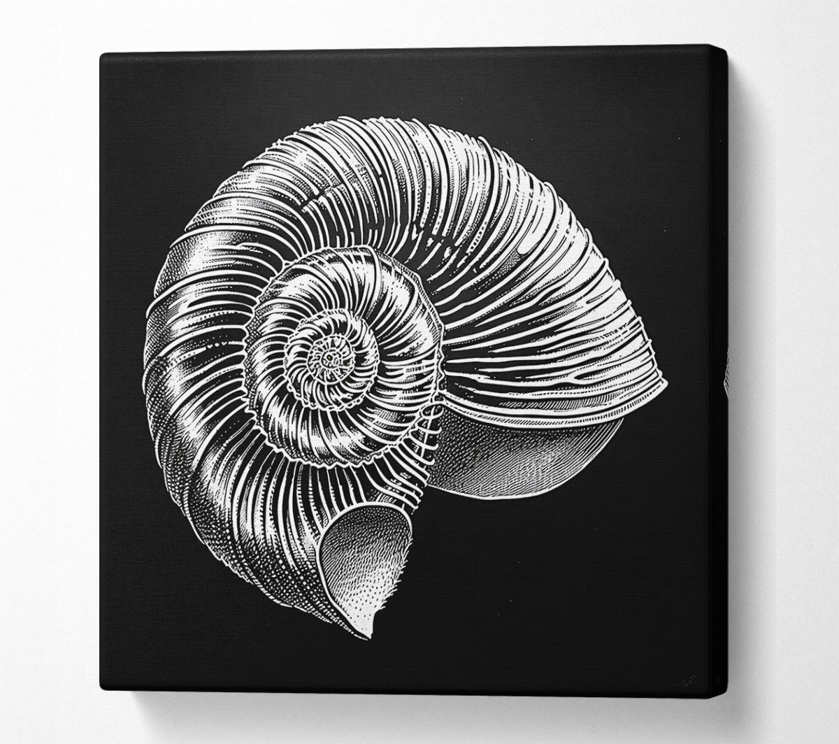White Spiral Shell Canvas Wall Art