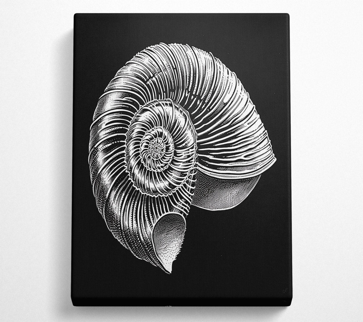White Spiral Shell Canvas Wall Art