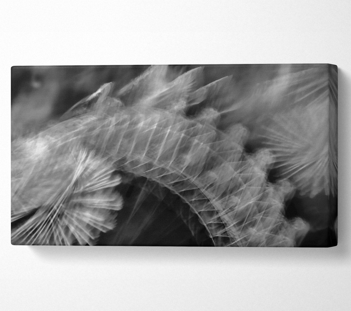 White Feather Fade Canvas Wall Art