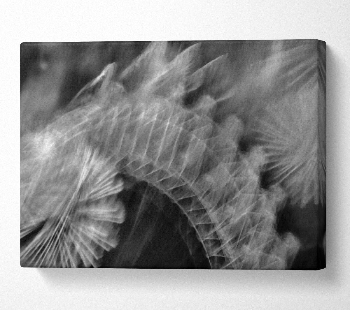 White Feather Fade Canvas Wall Art