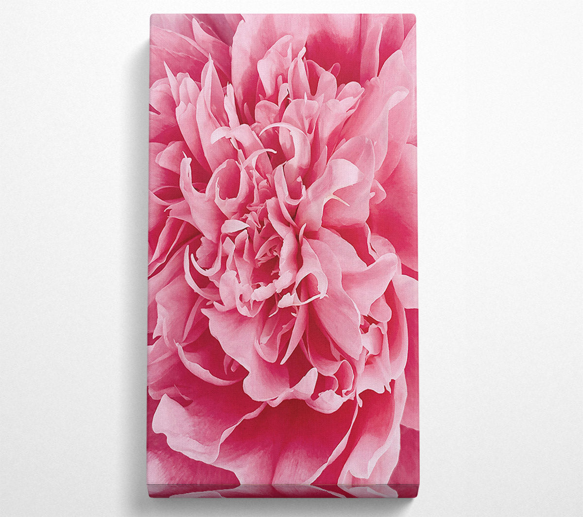 Pink Peony Embrace Canvas Wall Art