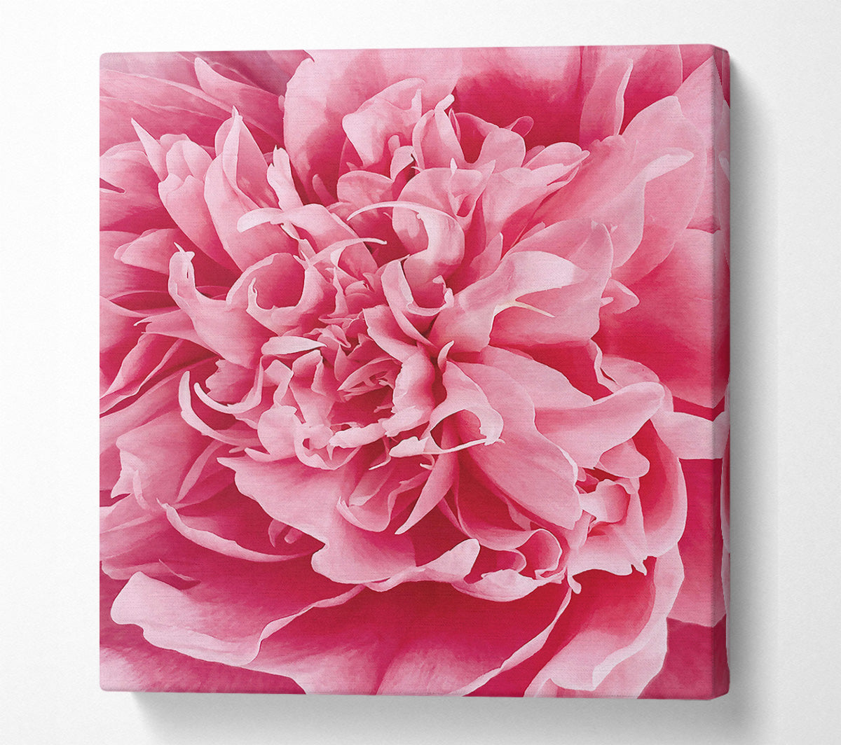 Pink Peony Embrace Canvas Wall Art