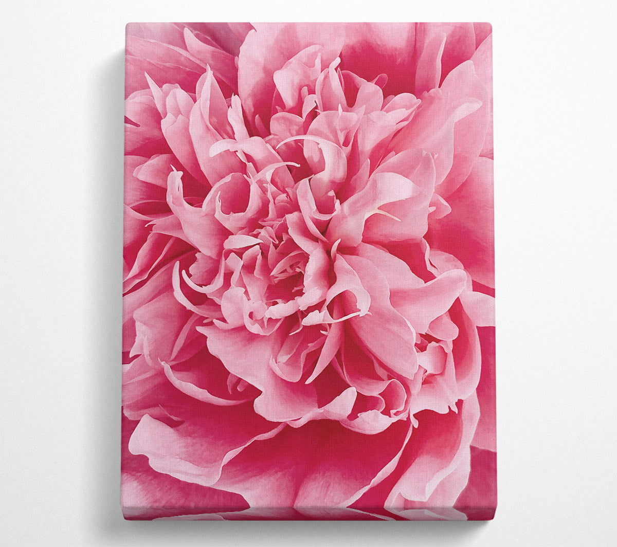 Pink Peony Embrace Canvas Wall Art