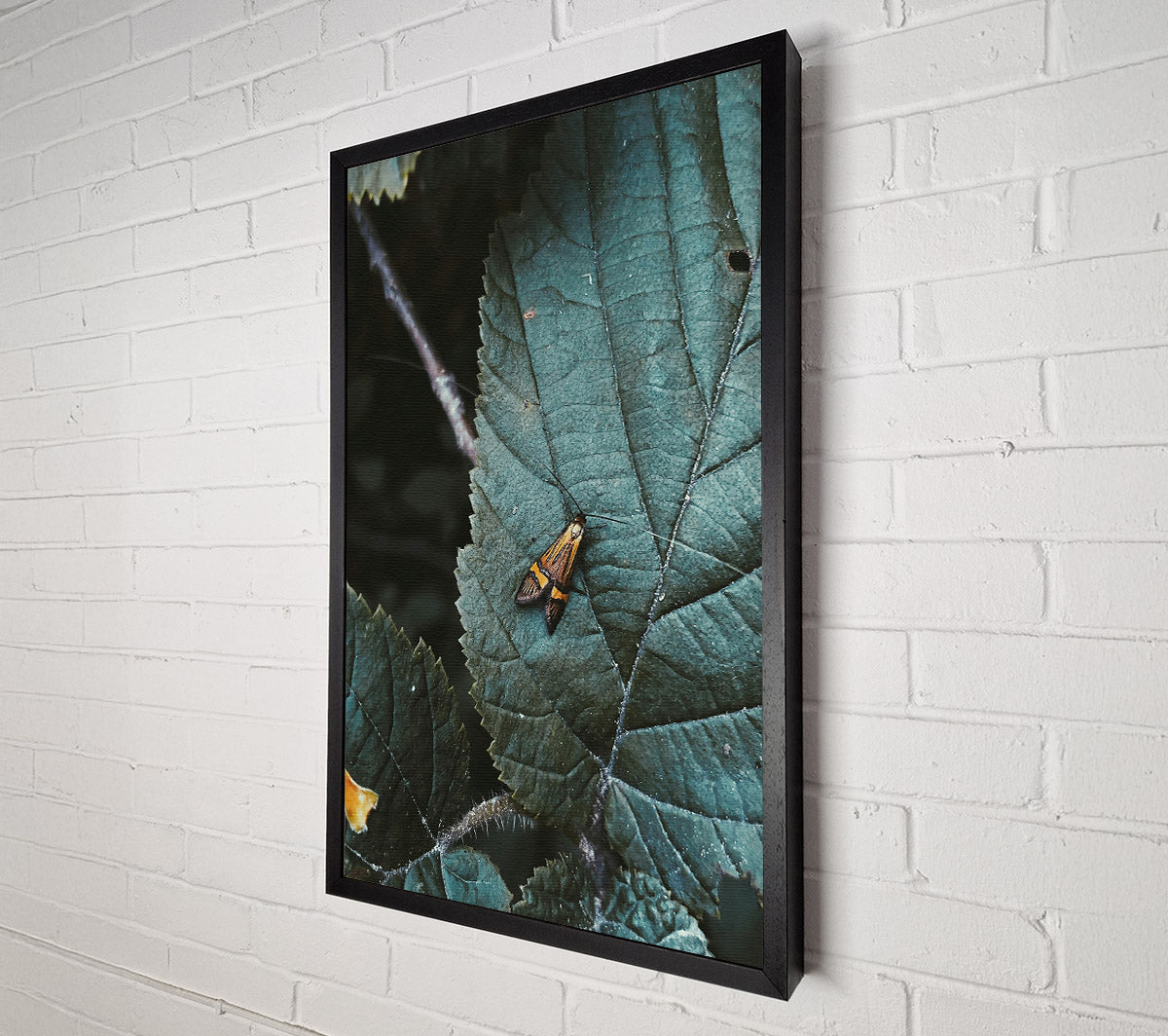 Teal Leaf Moth Canvas Wall Art