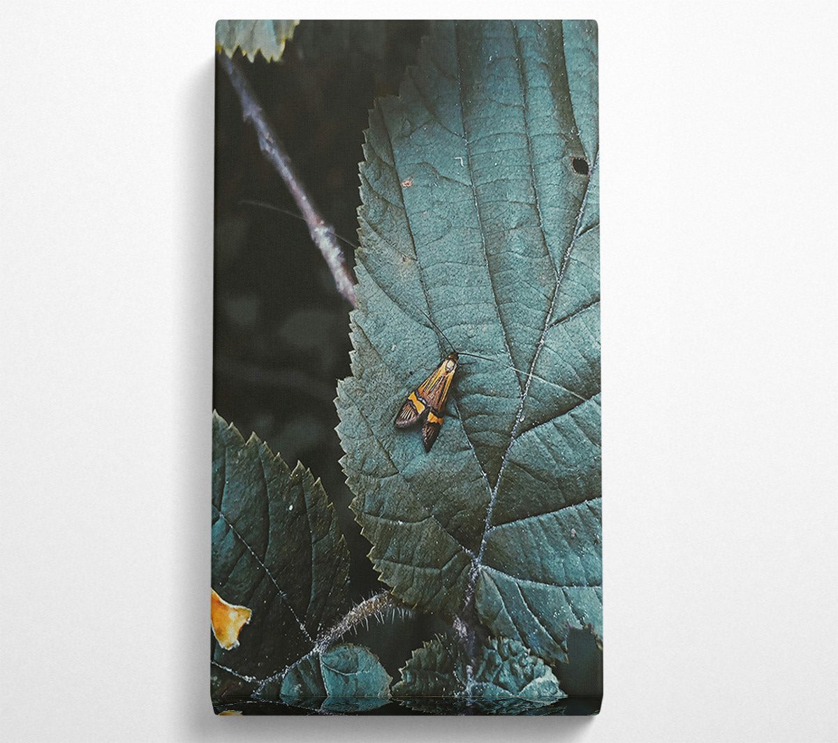 Teal Leaf Moth Canvas Wall Art