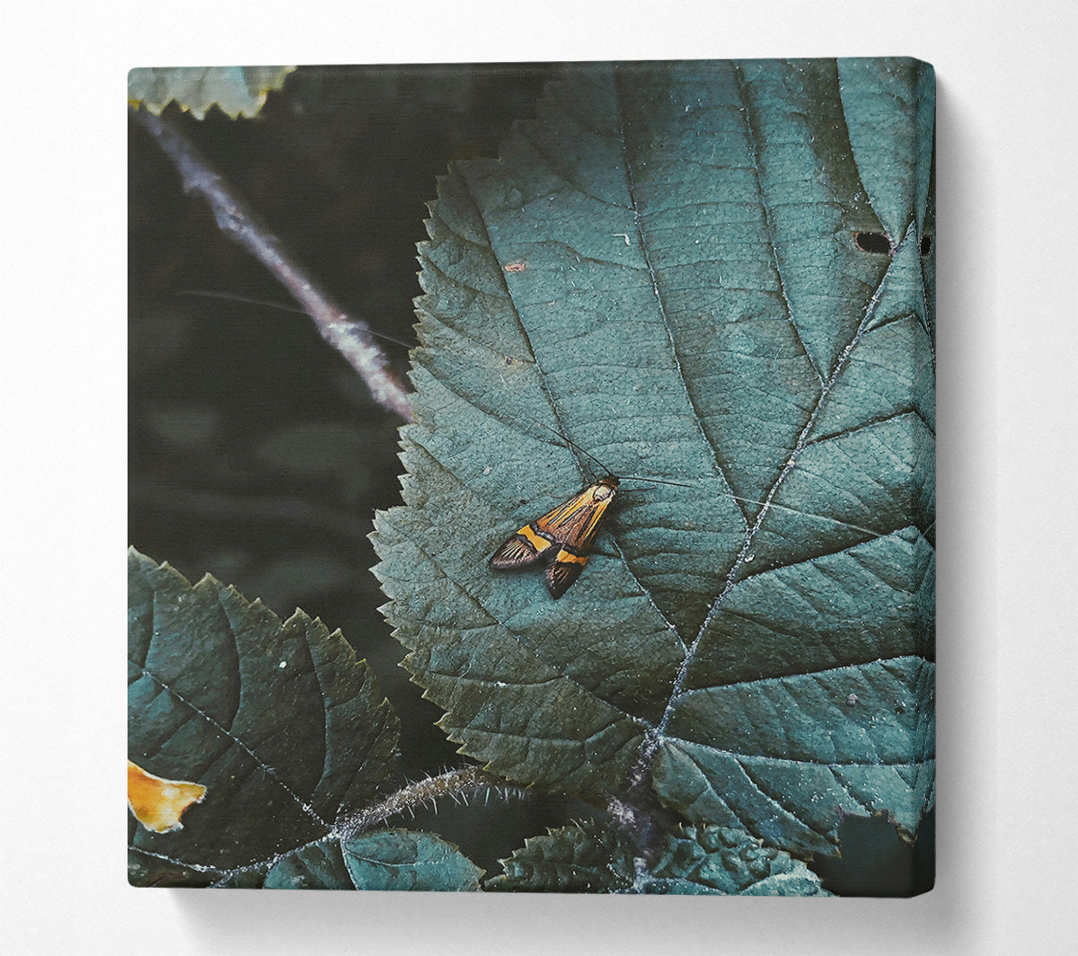 Teal Leaf Moth Canvas Wall Art