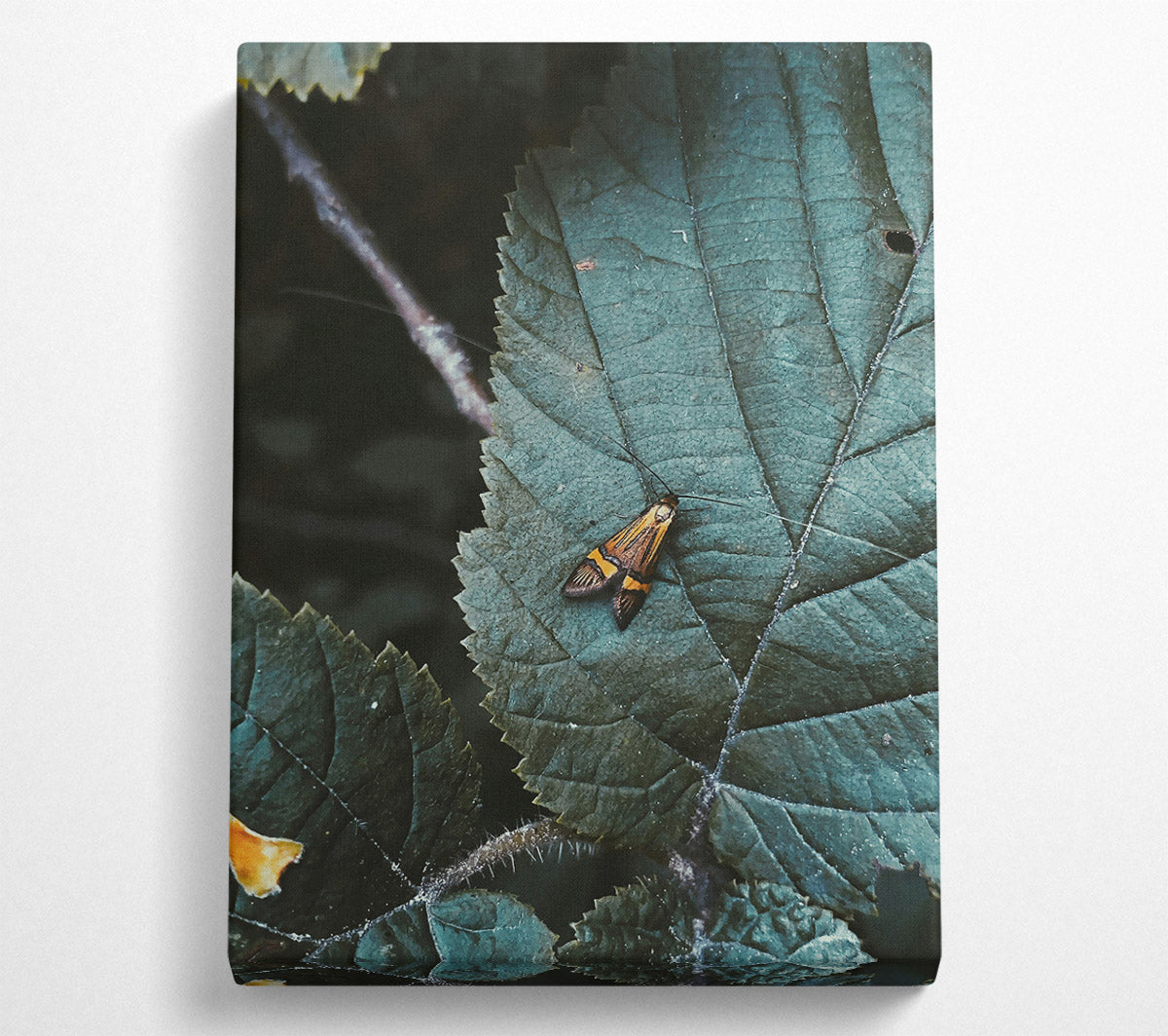 Teal Leaf Moth Canvas Wall Art