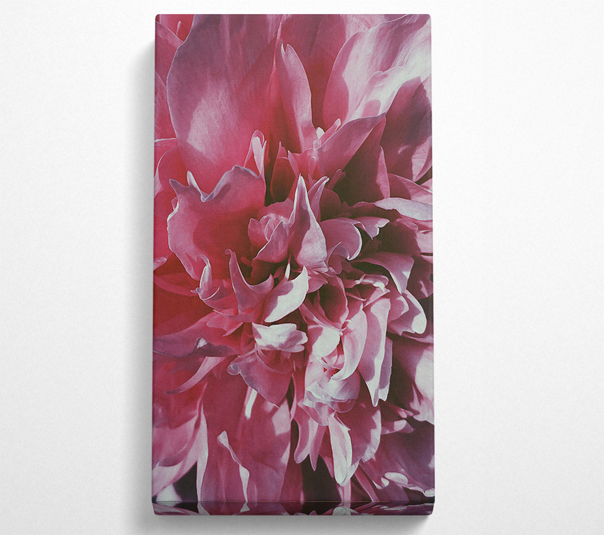 Rose Petal Embrace Canvas Wall Art