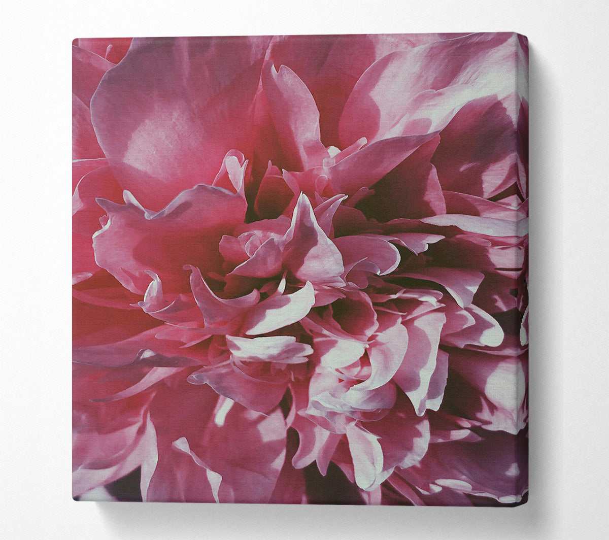 Rose Petal Embrace Canvas Wall Art