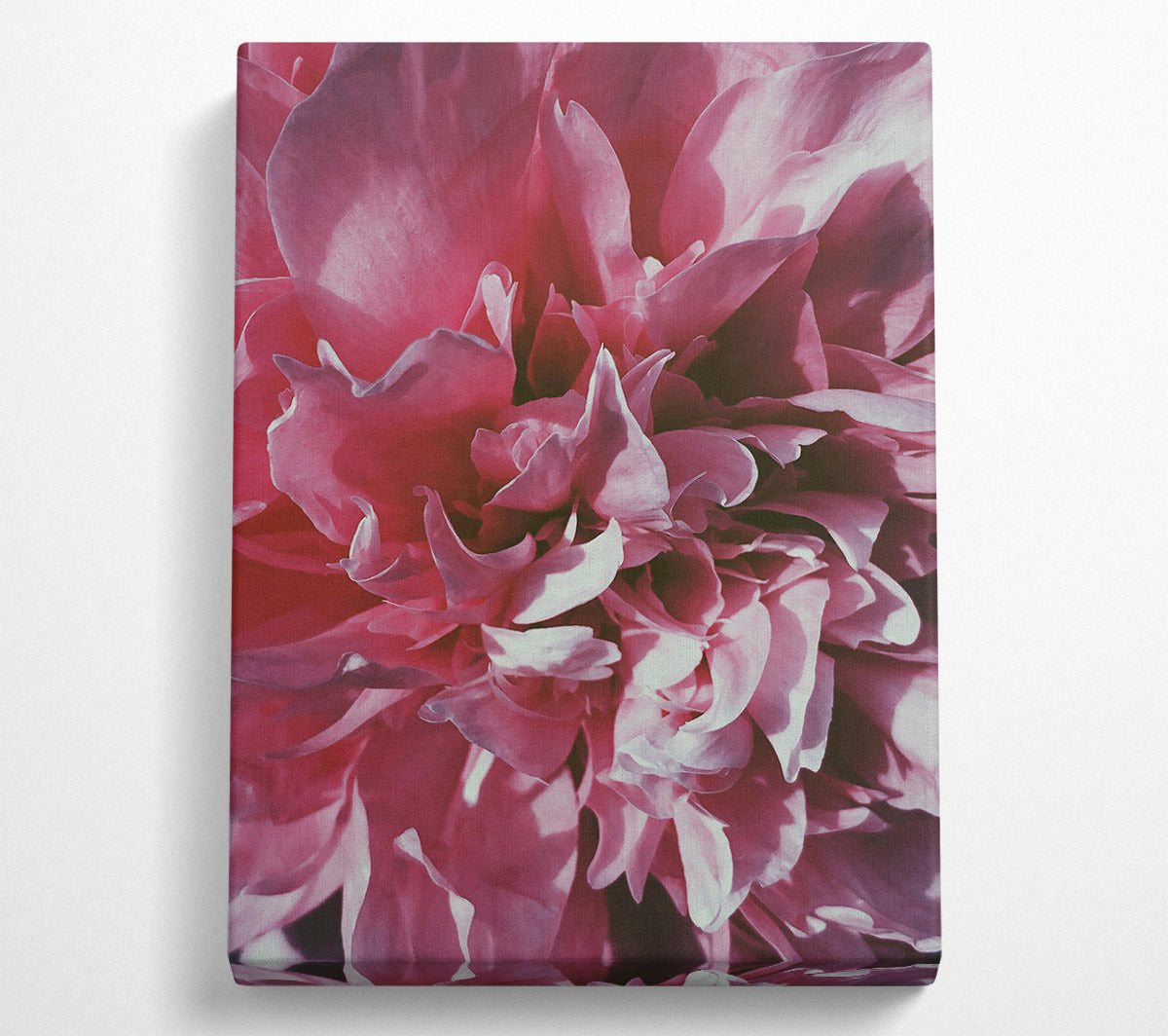 Rose Petal Embrace Canvas Wall Art