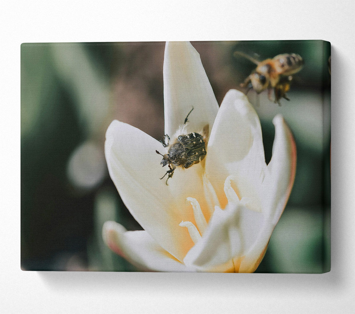 White Petal Visitor Canvas Wall Art