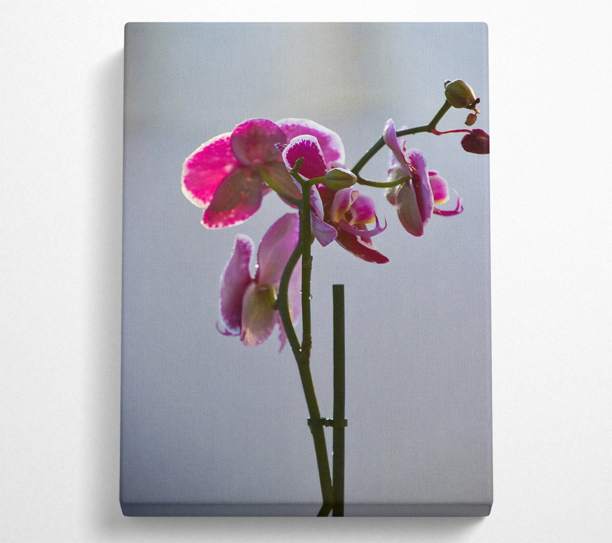 Pink Orchid Bloom Canvas Wall Art