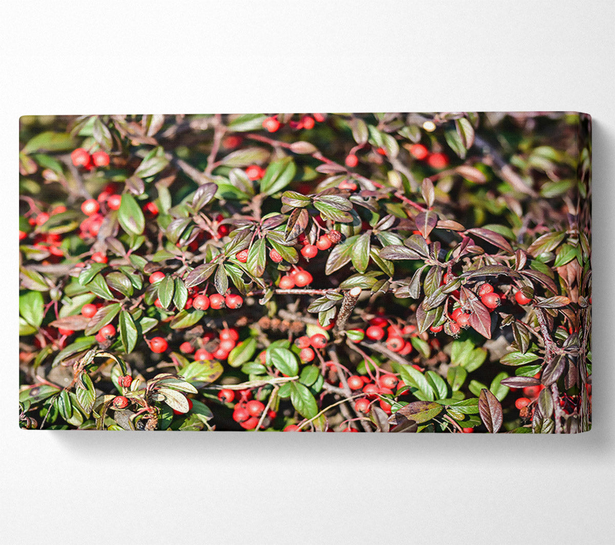 Red Berries And Green Leaves Canvas Wall Art