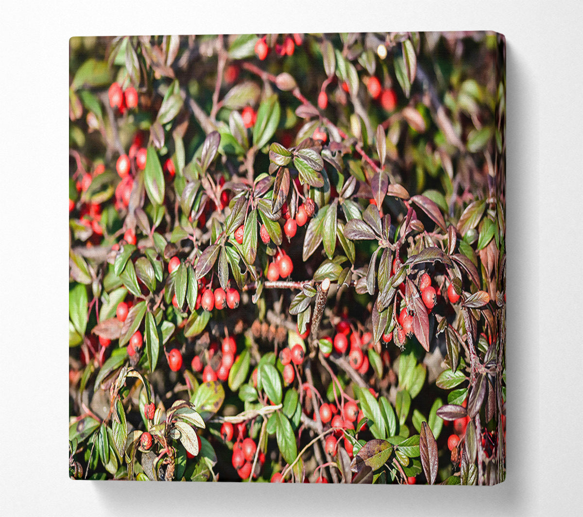 Red Berries And Green Leaves Canvas Wall Art