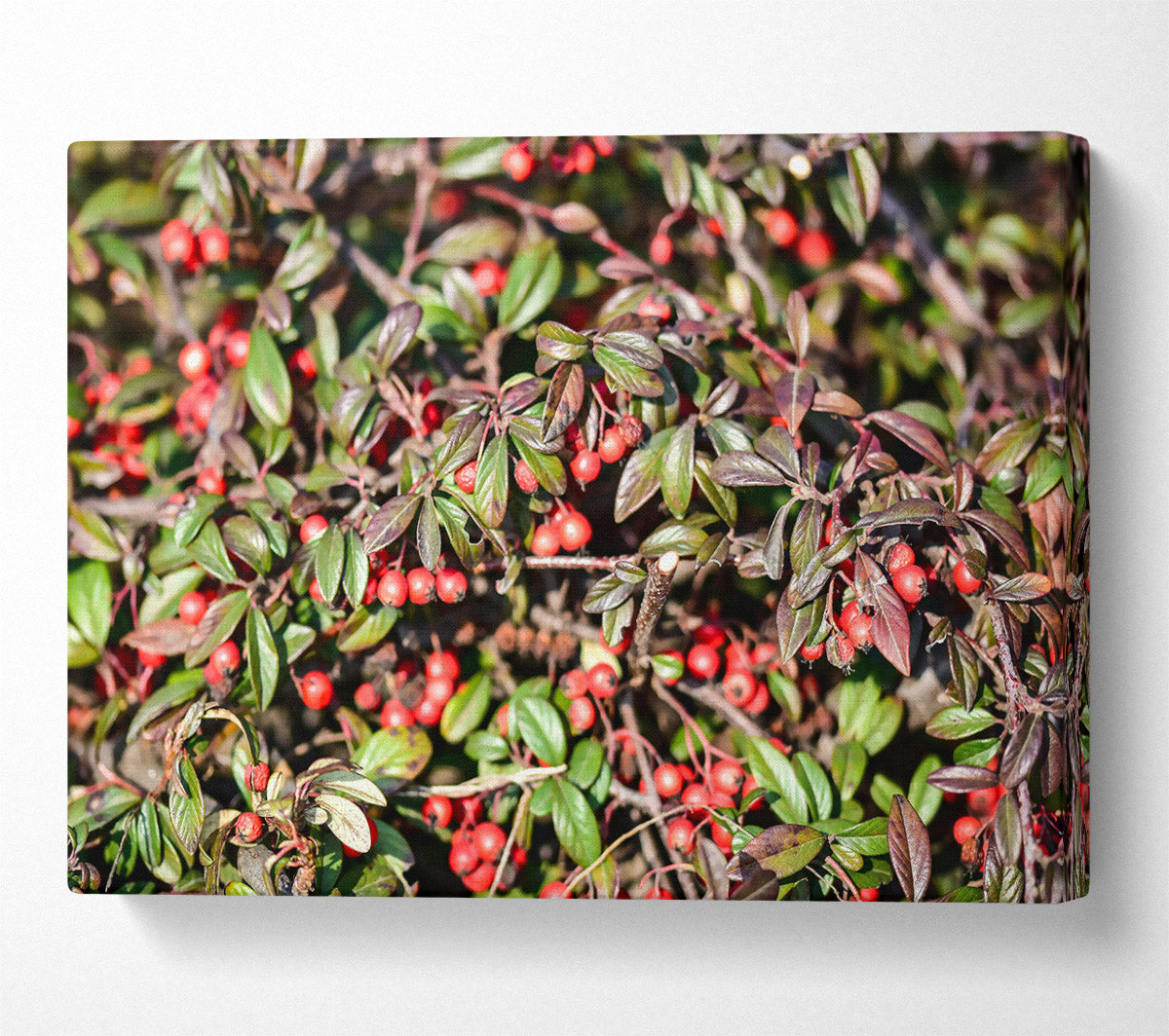 Red Berries And Green Leaves Canvas Wall Art