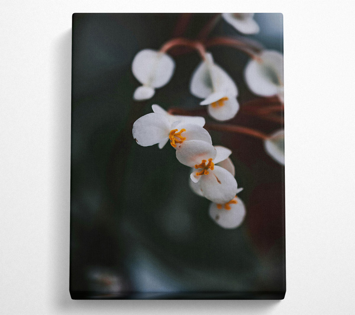 White Blooms In Shadow Canvas Wall Art