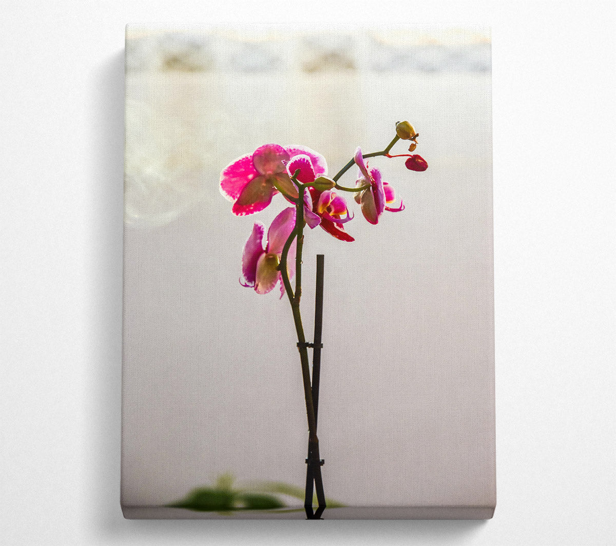 Pink Orchid Bloom Canvas Wall Art