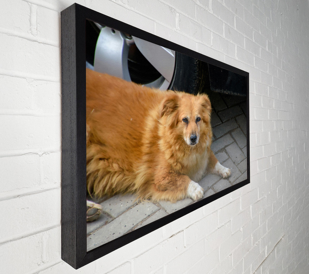 Rusty Dog'S Shadow Canvas Wall Art