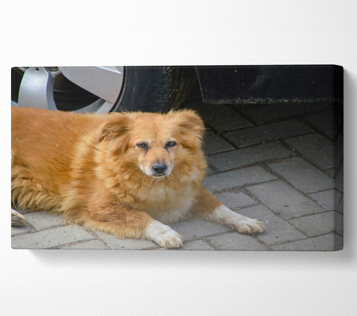 Rusty Dog'S Shadow Canvas Wall Art