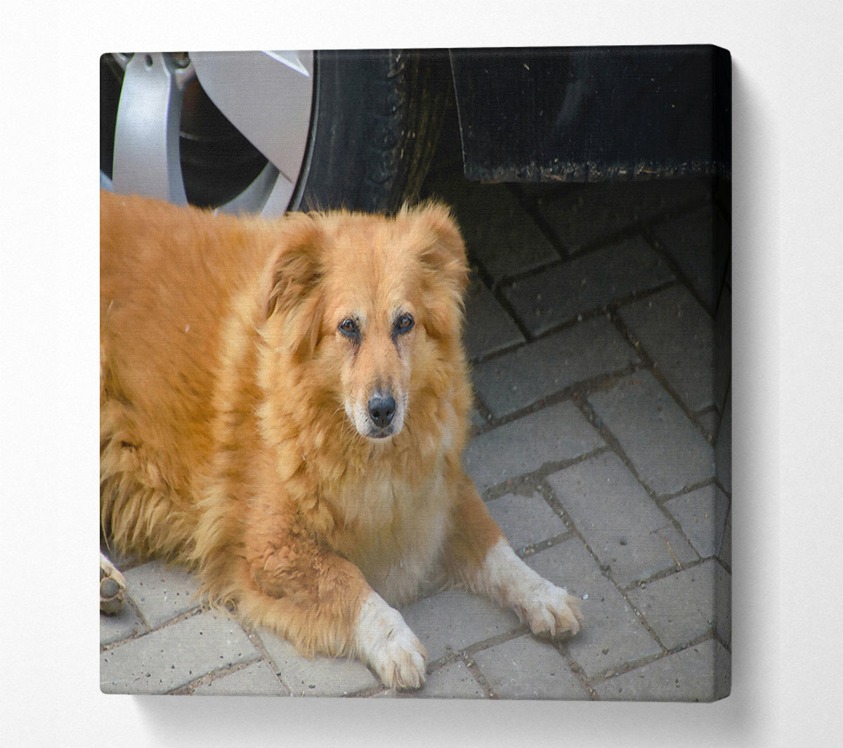 Rusty Dog'S Shadow Canvas Wall Art