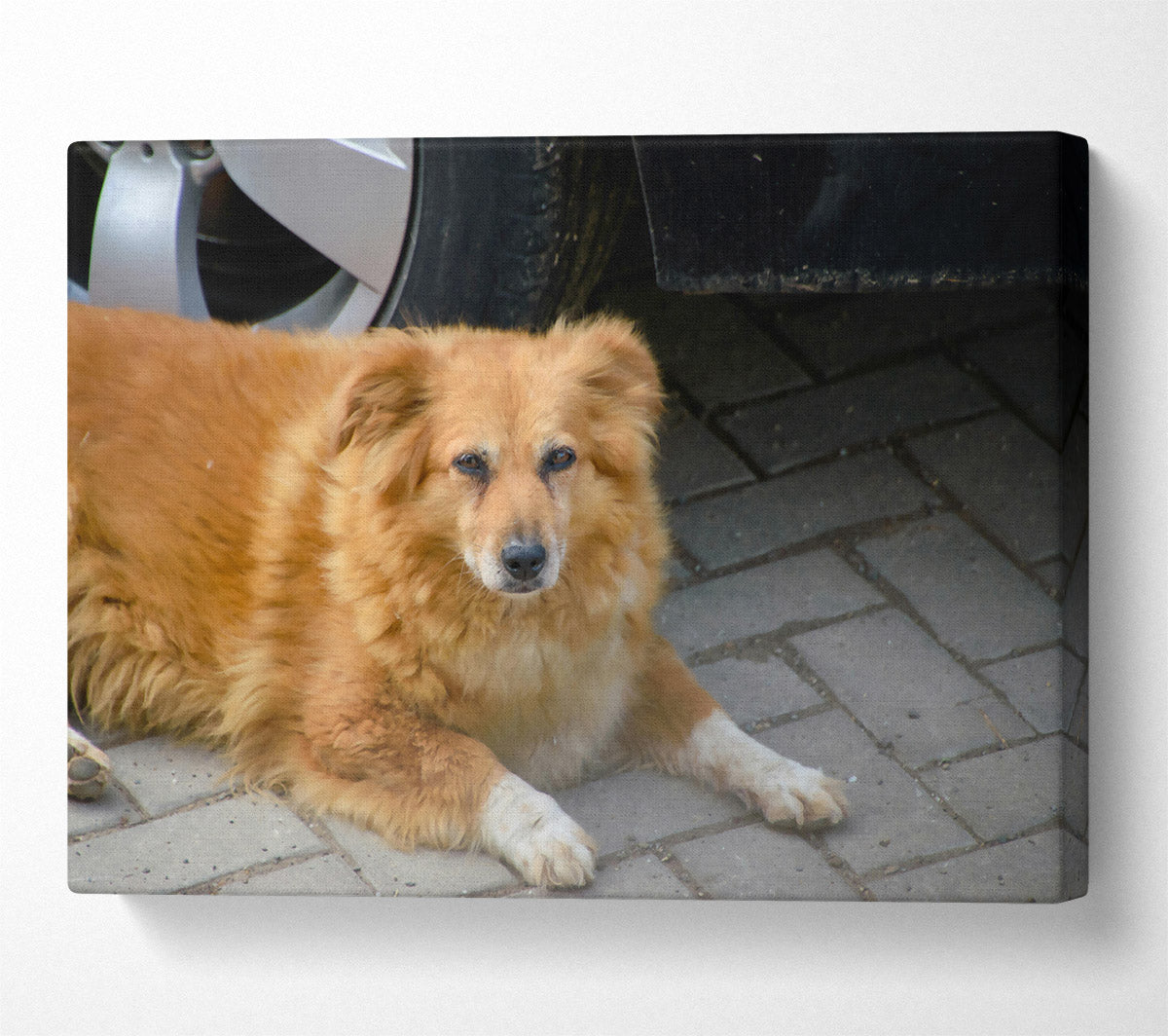 Rusty Dog'S Shadow Canvas Wall Art