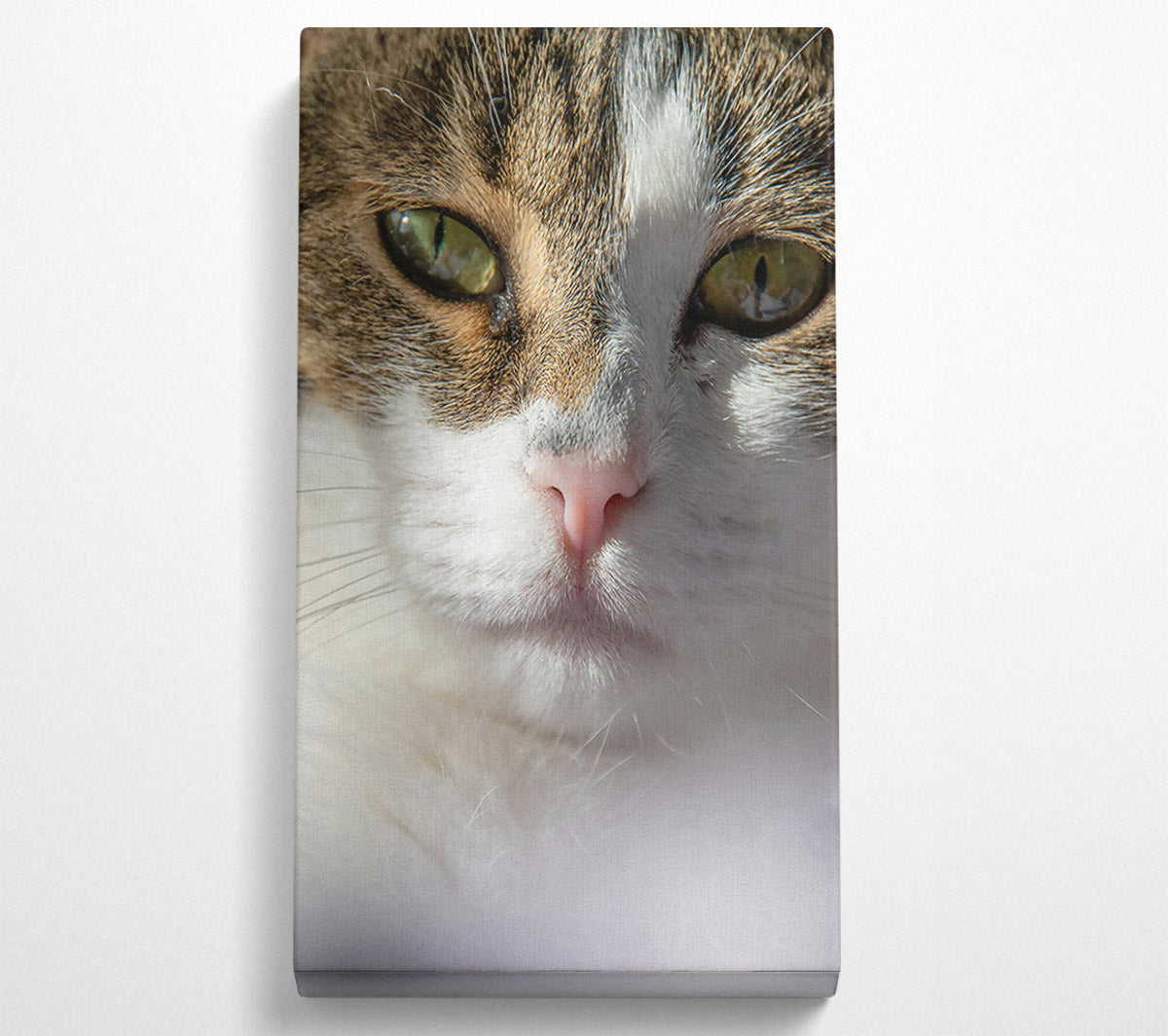White Cat Close-Up Canvas Wall Art
