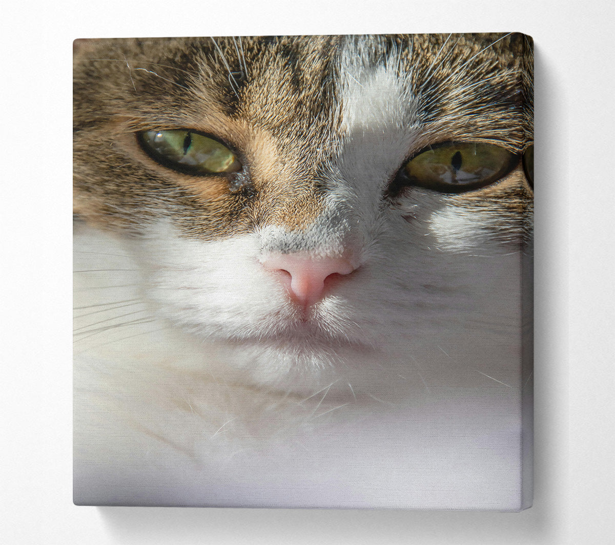 White Cat Close-Up Canvas Wall Art